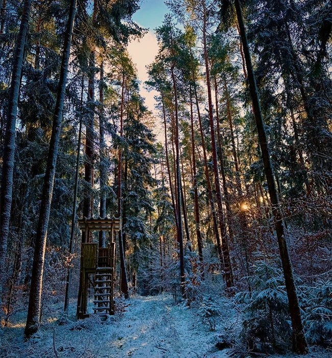 Herbstwald im Morgenlicht