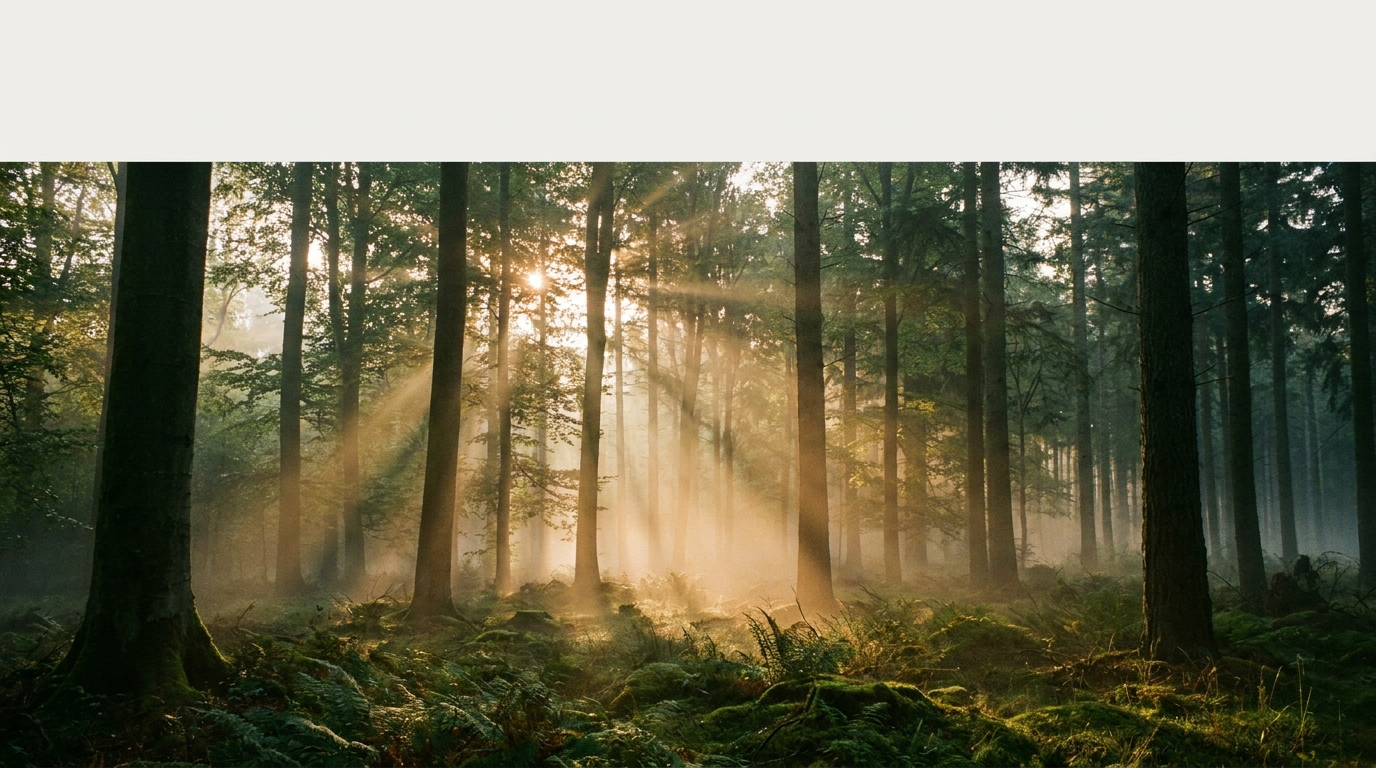 Nebliger Wald im Morgenlicht